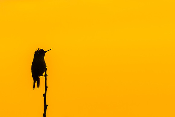 Colibri al atardecer