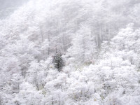 Acogida en el bosque